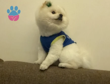 1 YAŞINDA POMERİNAN OĞLUMA EŞ ARIYORUM