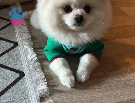 1 YAŞINDA POMERİNAN OĞLUMA EŞ ARIYORUM