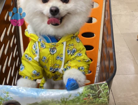 1 YAŞINDA POMERİNAN OĞLUMA EŞ ARIYORUM