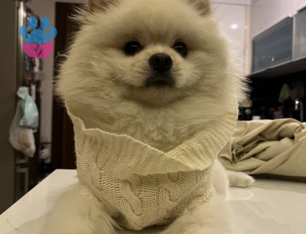 1 YAŞINDA POMERİNAN OĞLUMA EŞ ARIYORUM