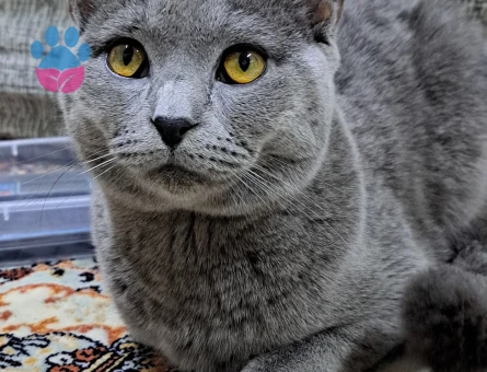 Oğlumuzu kısırlaştırmadan önce çiftleştirmek istiyoruz