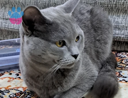 Oğlumuzu kısırlaştırmadan önce çiftleştirmek istiyoruz