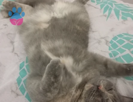 Kızıma eş arıyorum.