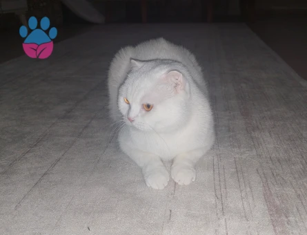 british fold  dişi kedimize eş arıyoruz