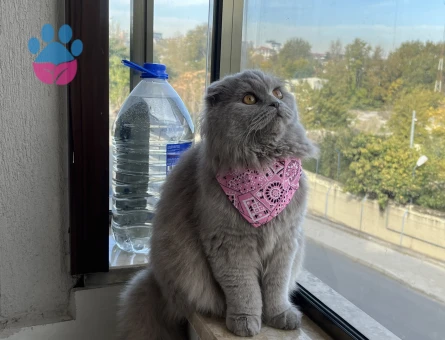 Dişi Scottish Fold Longhair