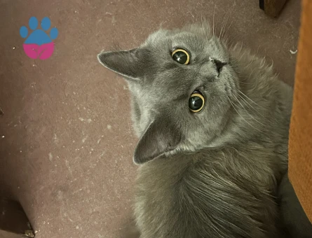 British long hair ve siyah kırması 15 aylık dişi