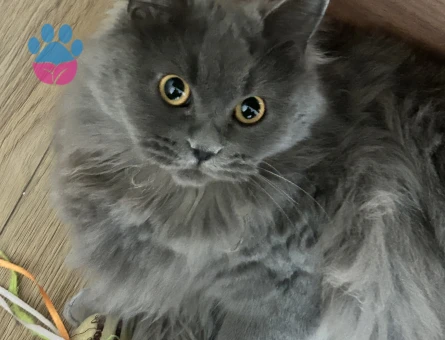 British long hair ve siyah kırması 15 aylık dişi