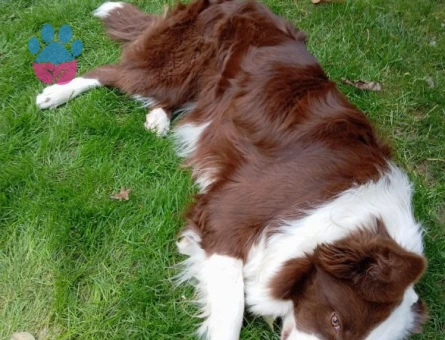 Dişi Border Colie'ye Eş Aranıyor
