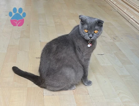 Scottish Fold 1 Yaşında Eş Arıyor