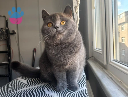 British Shorthair Kedimize eş arıyoruz