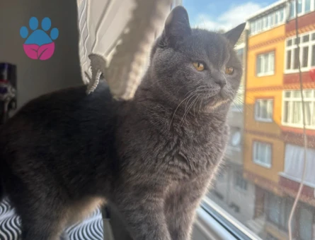British Shorthair Kedimize eş arıyoruz