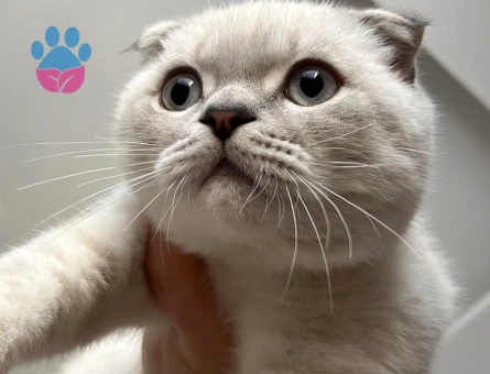 Scottish Fold Kızgınlıkta Erkek