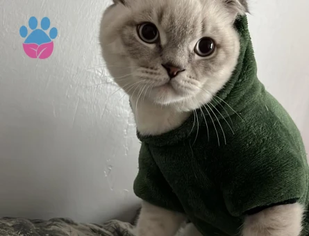 Scottish Fold Kızgınlıkta Erkek
