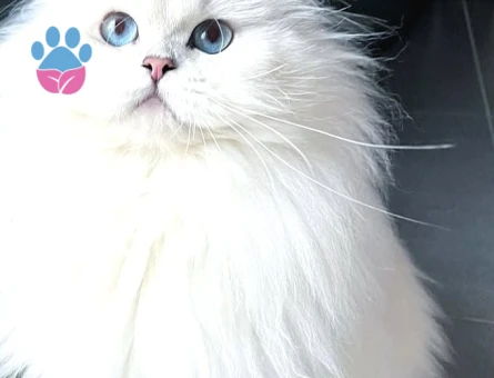 British Longhair 10 aylık kızımıza eş arıyoruz