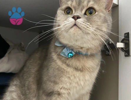 British Shorthair 2 Yaşında Eş Arıyor