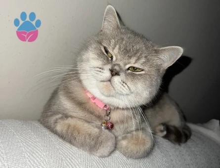 British Shorthair 2 Yaşında Eş Arıyor