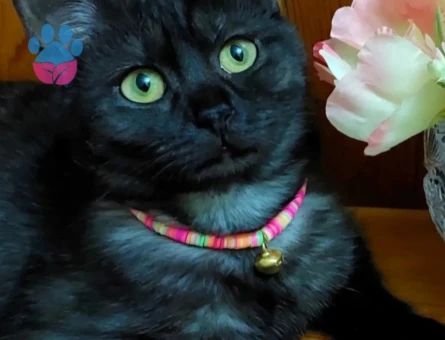 British Shorthair Bihter Eş Arıyor