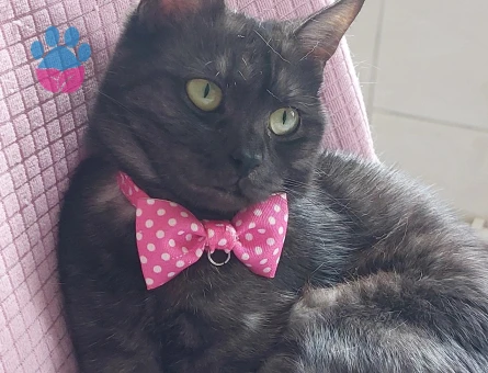 British Shorthair Bihter Eş Arıyor