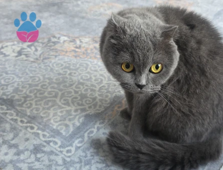 British Shorthair 4 Yaşında Eş Arıyor