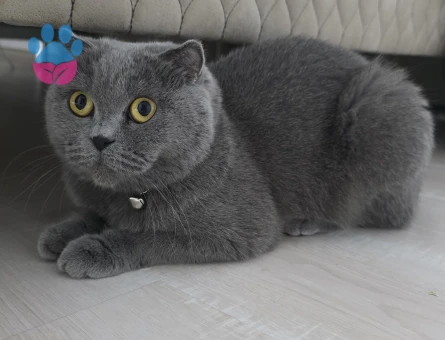 British Shorthair 4 Yaşında Eş Arıyor