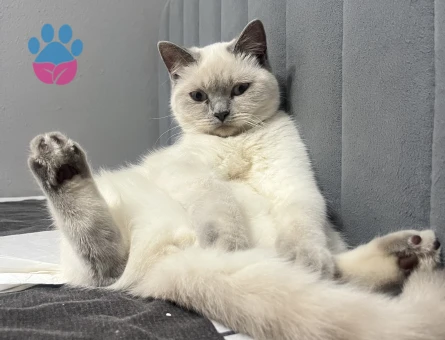 Dişi 1 yaşında kedime eş arıyorum