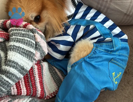 Dişi pomerian arıyoruz