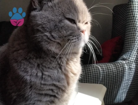 British Shorthair 4 Yaşında Kedime Eş Arıyorum