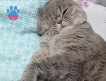 British Shorthair 4 Yaşında Kedime Eş Arıyorum