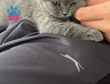 British Shorthair Dişi Kedim Kızgınlıkta