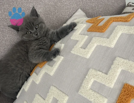 British Shorthair Dişi Kedim Kızgınlıkta