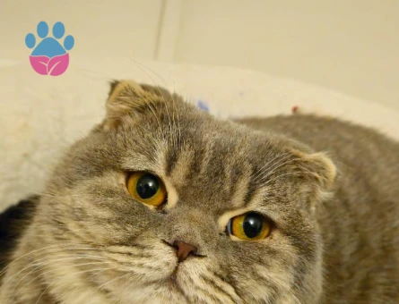 Scottish Shorthair Silver Kedim Eş Arıyor