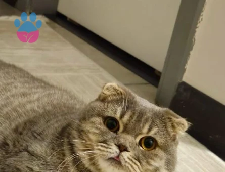 Scottish Shorthair Silver Kedim Eş Arıyor