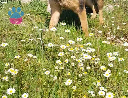Alman Kurdu Dişi Köpeğime Eş Arıyorum