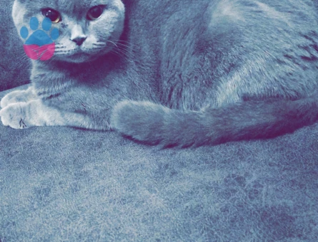 2 Yaşındaki Şila'mıza Damat adayı arıyoruz