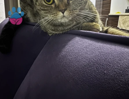 Scottish Fold 1 Yaşında Kızıma Damat Arıyorum