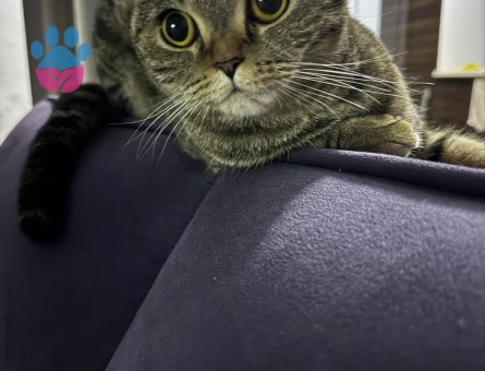 Scottish Fold 1 Yaşında Kızıma Damat Arıyorum