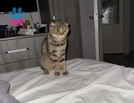 Scottish Fold 1 Yaşında Kızıma Damat Arıyorum