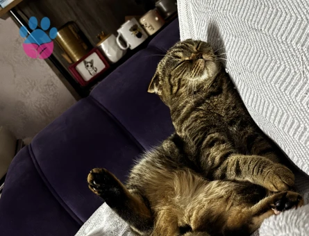 Scottish Fold 1 Yaşında Kızıma Damat Arıyorum