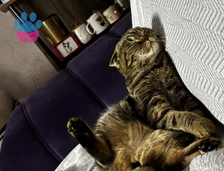 Scottish Fold 1 Yaşında Kızıma Damat Arıyorum
