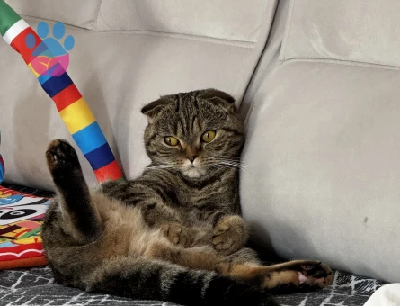 Scottish Fold 1 Yaşında Kızıma Damat Arıyorum