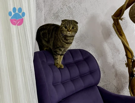 Scottish Fold 1 Yaşında Kızıma Damat Arıyorum