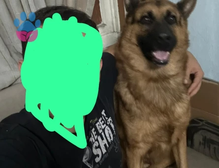 Alman Kurdu Oğluma Gelin Arıyorum