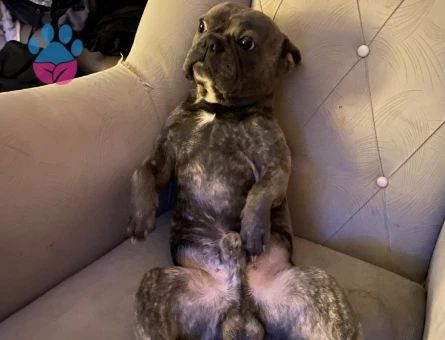 THORA BİR ADAY ARIYORUM