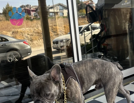 THORA BİR ADAY ARIYORUM