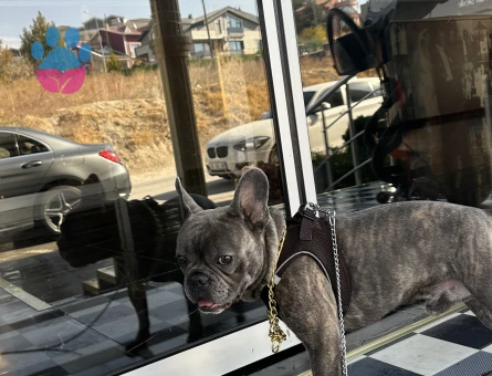 THORA BİR ADAY ARIYORUM