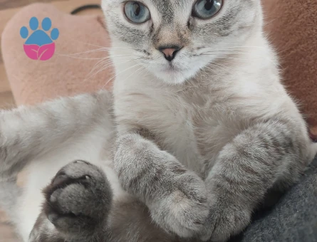 Scottish Fold 1 Yaşında Kedim Eş Arıyor