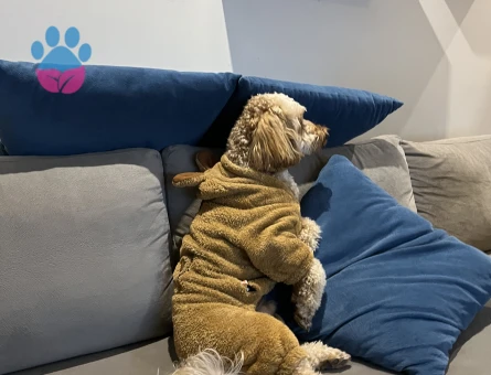 Maltipoo 1 Yaşında Köpeğim Eş Arıyor