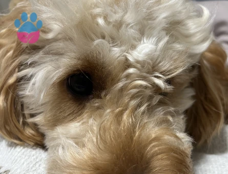 Maltipoo 1 Yaşında Köpeğim Eş Arıyor