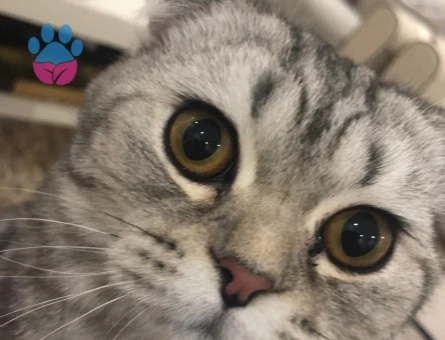 Scottish Fold Shorthair 10 Aylık Kedim Eş Arıyor
