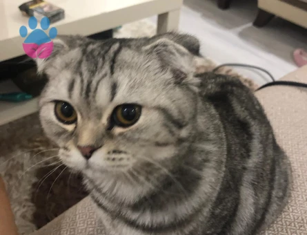 Scottish Fold Shorthair 10 Aylık Kedim Eş Arıyor